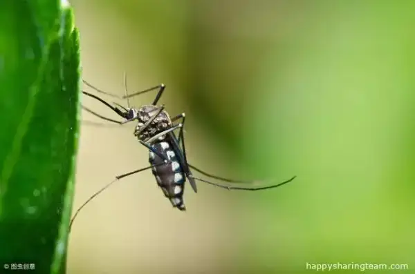 熱天蚊子多，教你一個小妙招，輕輕鬆鬆消滅蚊子！