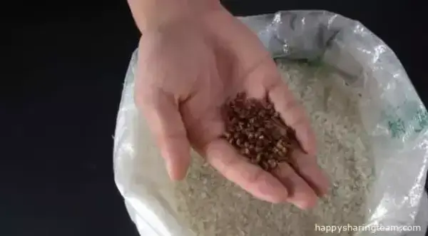 大米總是生蟲？教你7個方法預防大米生蟲！