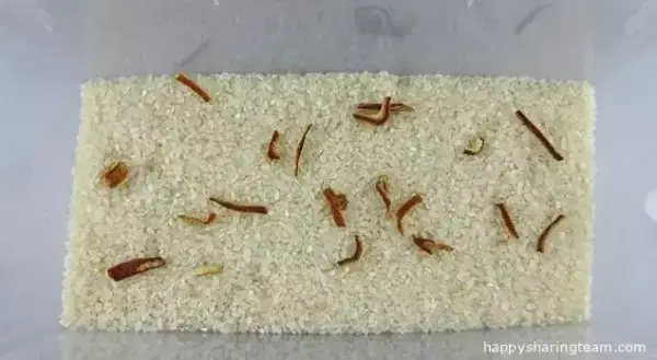 大米總是生蟲？教你7個方法預防大米生蟲！
