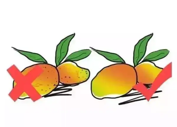 11種挑選水果方法，以後都買到更香甜的水果！