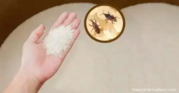 大米里全是米蟲，學會這幾個方法，有效預防米蟲