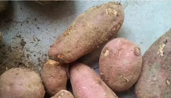 教你6種紅薯的做法，愛吃紅薯的一定要收藏