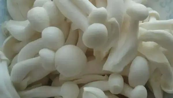 5種白玉菇的做法，簡單美味又下飯，值得收藏起來