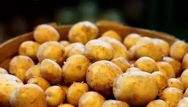 發芽的土豆，到底能不能吃，原來一直誤解了，別太節約了！