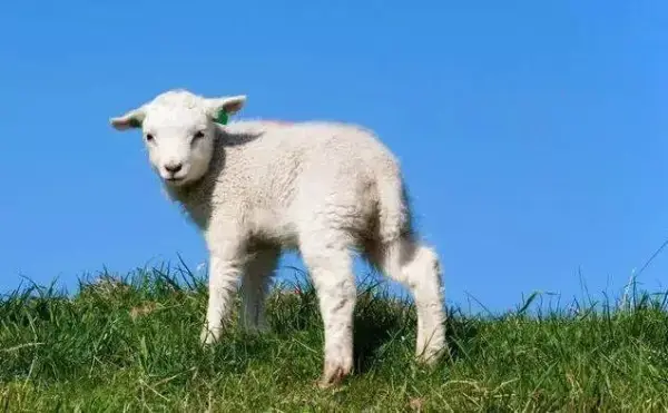 如果你不屬羊，但你最愛的人屬羊，或家中有屬羊，44年才一次！迷信一回吧！